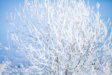 Winter forest, frozen tree branches