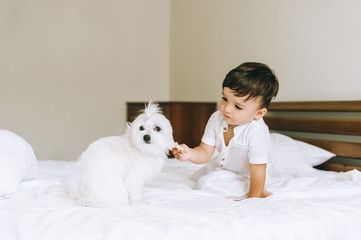 adorable little child feeding bichon dog in bed