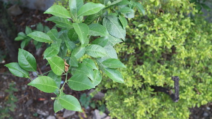 Fototapeta premium Green leaves in garden