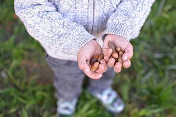 CLOSE UP CHILD HOLDING AND COLLECTING ACORNS AGAINST DEFOCUSED GREEN GRASS.