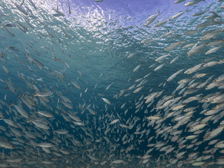Bait ball in coral reef of Caribbean Sea at scuba dive around Curacao /Dutch Antilles