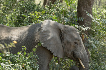 Elephant eating in the forest