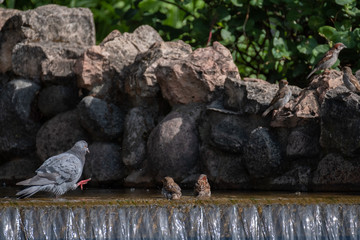 Dove and sparrows bathes in a creek at hot summer day