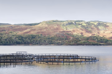 fish farm salmon nets in natural environment Loch Melfort Arygll Scotland uk