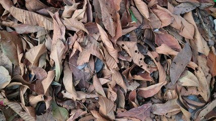 dead leaf fallin in garden