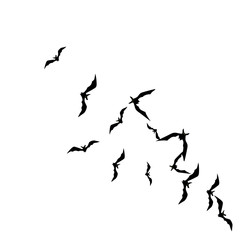 Halloween background with black bats on white. Halloween party card background template. black flying bats.