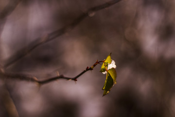 autumn leaves on tree