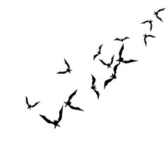 Halloween background with black bats on white. Halloween party card background template. black flying bats.