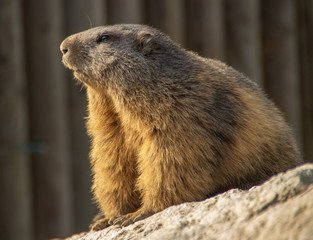 Naklejka na ściany i meble marmot on rock