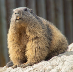 Naklejka na ściany i meble marmot sitting on rock
