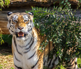  ussurian tiger looking into lens