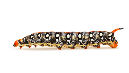 Crawling caterpillar