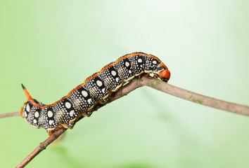 Spurge hawk-moth crawling on tree