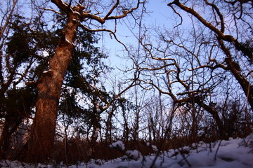 trees in winter