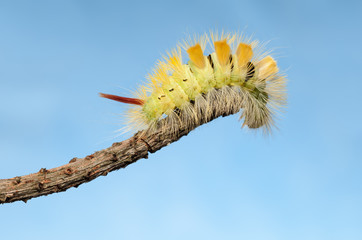 Caterpillar bend down from tree twig