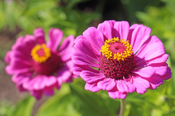 Obraz premium Flower of zinnia of pink color