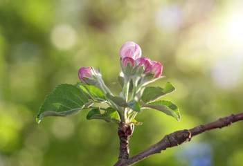 Apple flower bunch