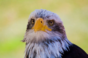 Weißkopfseeadler III