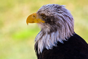 Weißkopfseeadler II