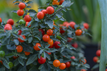 autumn still life. autumn harvest. 