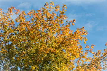 Fototapeta premium рябина красная