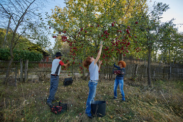 Farmers picking apples