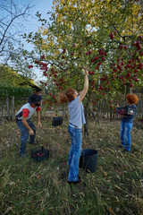 Fototapeta premium Farmers picking apples