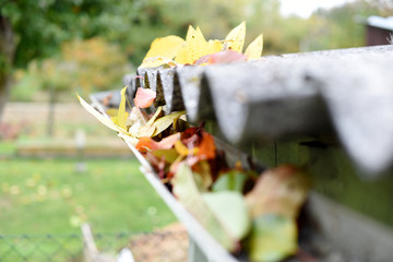 Leaves in eaves. Cleaning gutter blocked with autumn leaves.