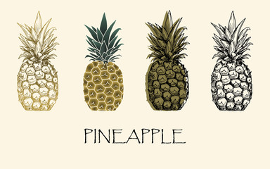 Vector illustration. Sketch drawing pineapple in different styles. Vector objects.