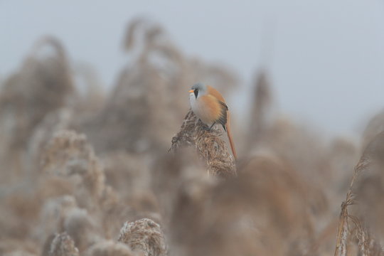 Bearded Reedling or Bearded Tit (Panurus biarmicus) Baden-Wuerttemberg, Germany
