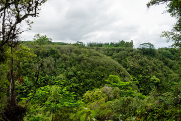 Obraz premium Forest at Akaka Falls