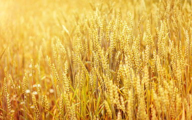 golden spikelets of wheat or rye, close up in sunny day.