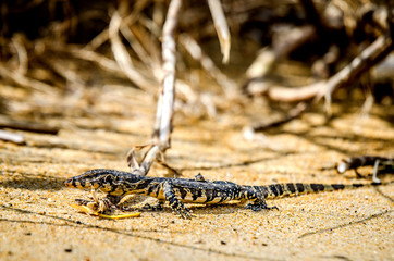 Iguana walking on the sand on the beach of Sri Lanka.
