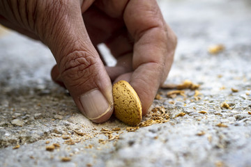 Perspective shoot of man crack fresh tasty almonds