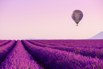 Lavender field rows with hot air balloon in sky near Valensole, Provence, France at summer morning