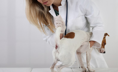 Anal Gland Problems in Dogs. Veterinary care.