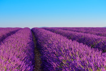 Fototapeta na wymiar Lavender field rows of beautiful blooming lavender bushes and blue sky
