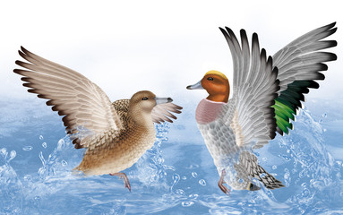 couple canard siffleur,  canard, oiseau, eau, joyeux, fraicheur, goutte, giclé d'eau nature, animal, faune, lac, 