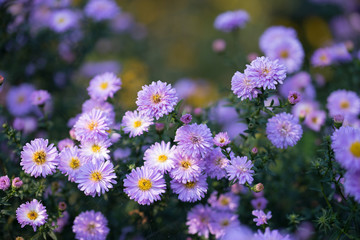 Herbstaster