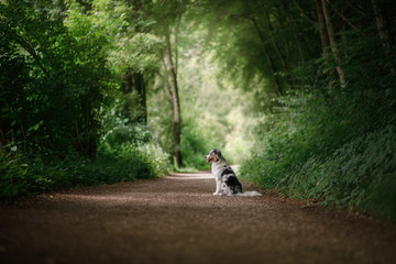 dog sitting on the path in the Park. Pet on the walk . obedient Australian shepherd