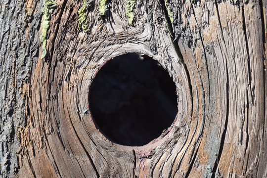 Large Hollow Tree On A Background . Serves Nest For Birds