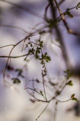 branch of a tree in spring