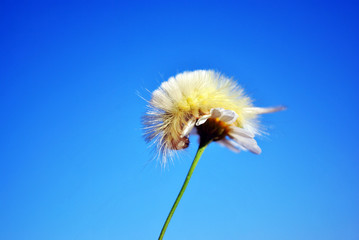 Obraz premium Calliteara pudibunda (pale tussock or meriansborstel) yellow fluffy caterpillar crawling on daisy top, blue sky background, close up macro detail