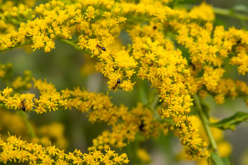 Ants on Goldenrod Flowers