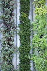 wall of plants in the garden, beautiful decor