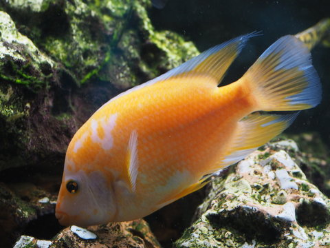 Orange-Blauer Malawibuntbarsch