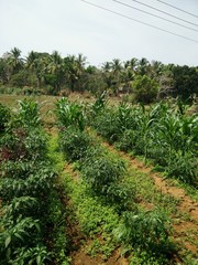 Fototapeta na wymiar My Village Scenes in Kerala, India