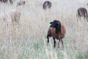 sheep chew the grass