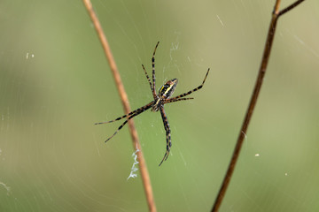 Banded Garden Spider on Web