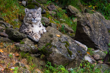 snow leopard close up portrait © Andrea Izzotti